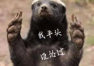 平头哥最新爆料